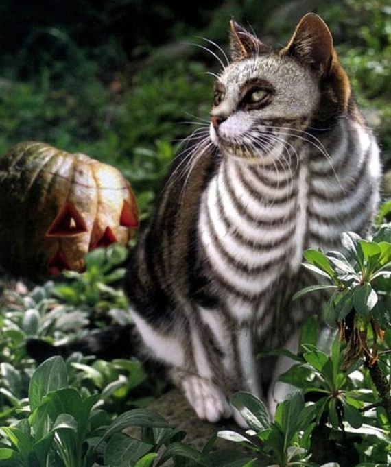 halloween_cat_costumes