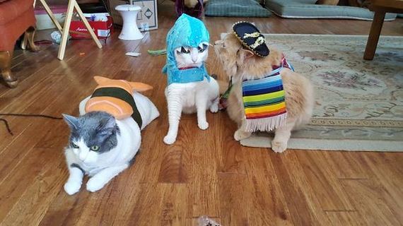halloween_cat_costumes