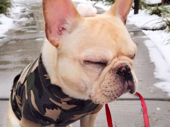 milo-the-narcoleptic-frenchie