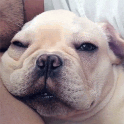 milo-the-narcoleptic-frenchie