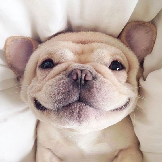 milo-the-narcoleptic-frenchie