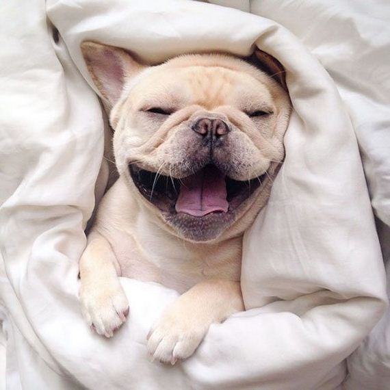 milo-the-narcoleptic-frenchie