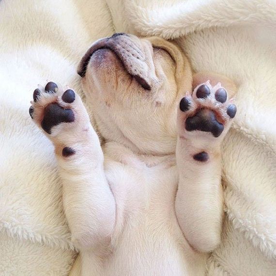 milo-the-narcoleptic-frenchie