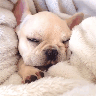 milo-the-narcoleptic-frenchie