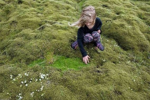 moss_in_iceland