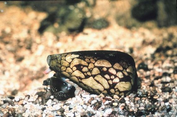 narrow-lined-puffer