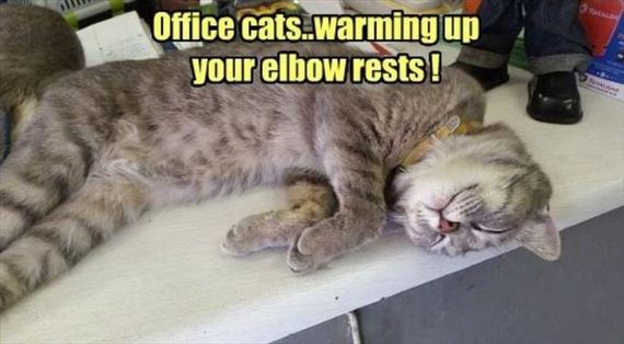 nothing-can-stop-a-cat-8-2
