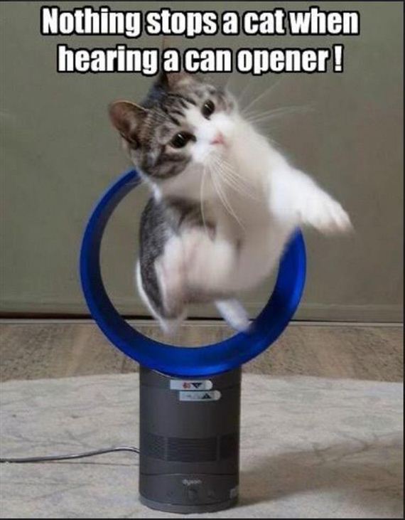 nothing-can-stop-a-cat-8-2