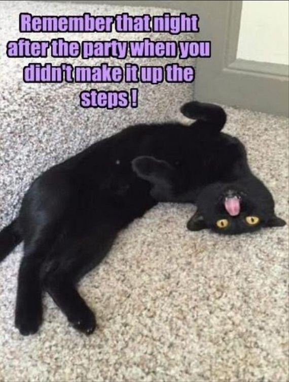 nothing-can-stop-a-cat-8-2