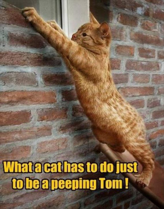 nothing-can-stop-a-cat-8-2