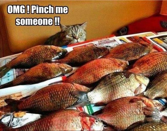nothing-can-stop-a-cat-8-2