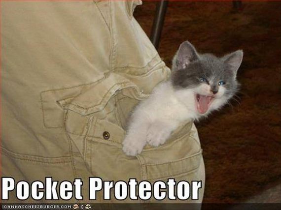 nothing-can-stop-a-cat-8-2