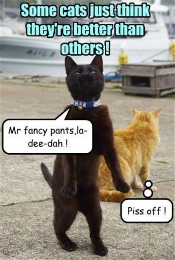 nothing-can-stop-a-cat-8-2