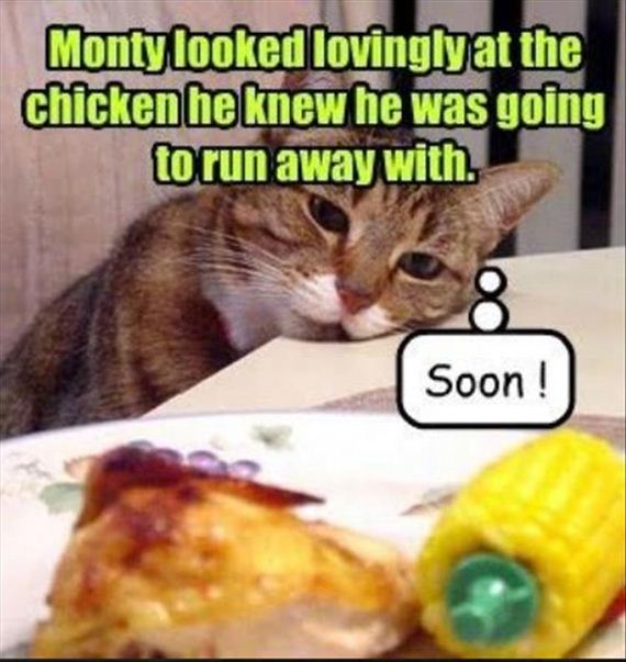 nothing-can-stop-a-cat-8-2