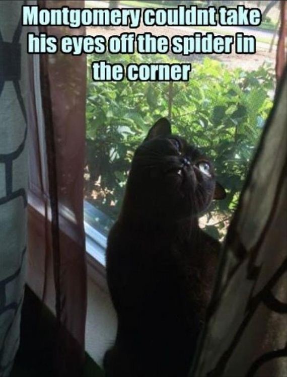 nothing-can-stop-a-cat-8-2