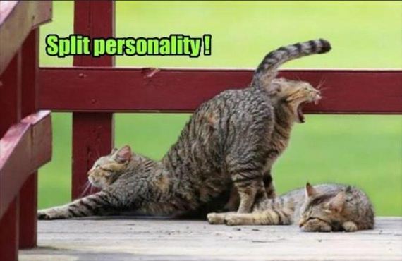 nothing-can-stop-a-cat-8-2