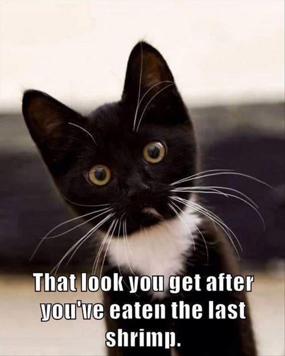 nothing-can-stop-a-cat-8-2