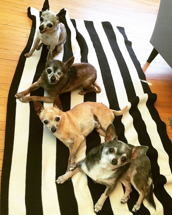old_chihuahuas
