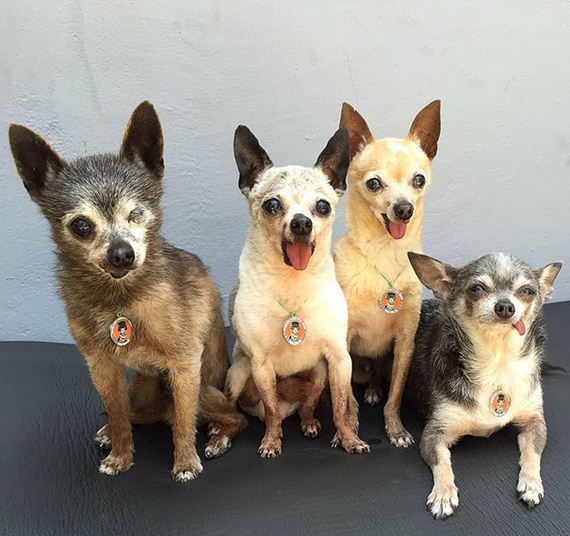 old_chihuahuas
