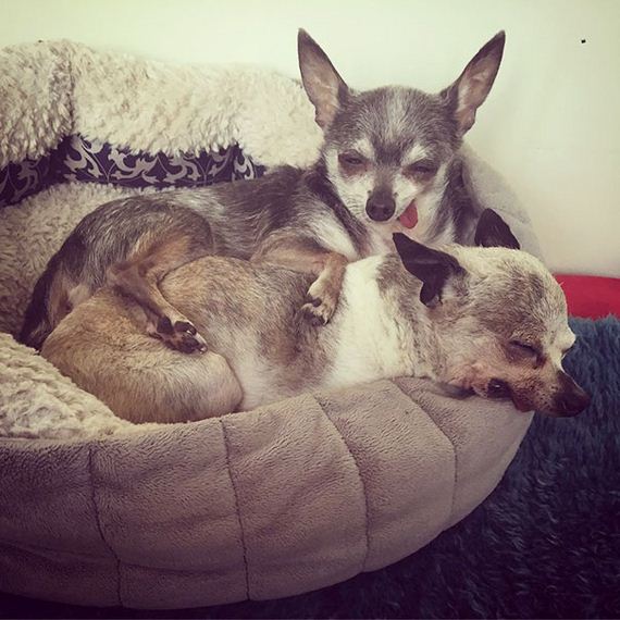 old_chihuahuas