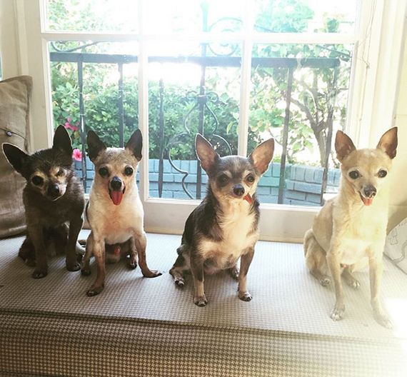 old_chihuahuas