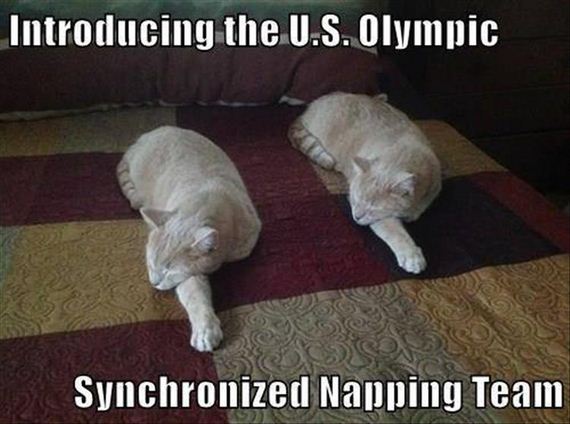 olympic-cat-8-17