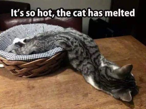 olympic-cat-8-17
