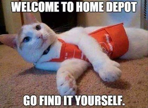 olympic-cat-8-17