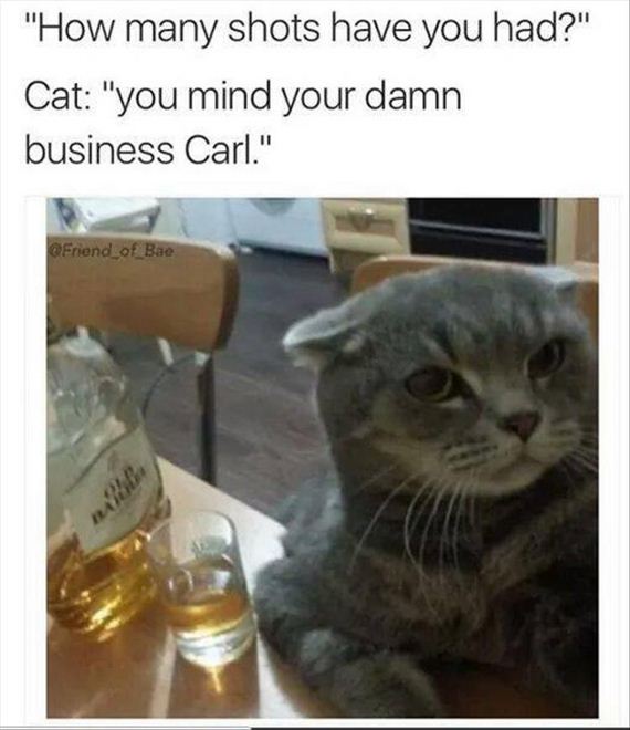 olympic-cat-8-17