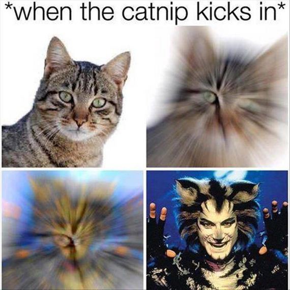 olympic-cat-8-17