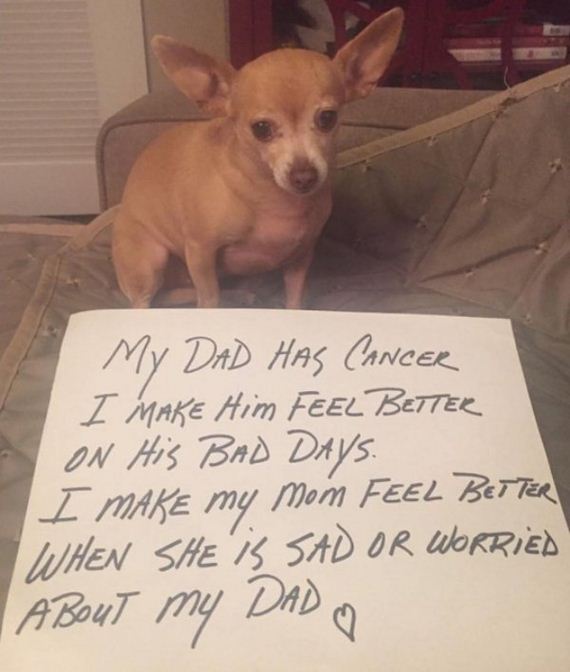 rescue-dogs-wear-signs-that-prove-they-werent-the-only-ones-saved