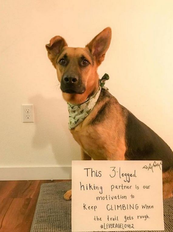 rescue-dogs-wear-signs-that-prove-they-werent-the-only-ones-saved