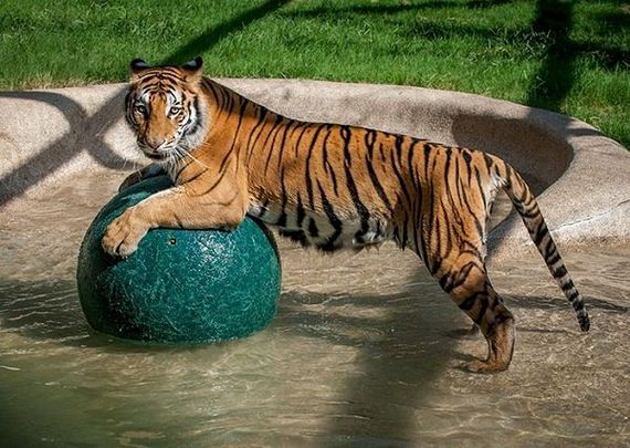 rescue-tiger-recovery-circus-aasha