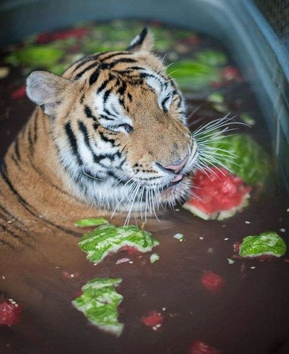 rescue-tiger-recovery-circus-aasha