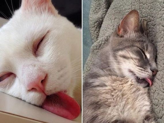 these-cats-forgot-how-to-sleep