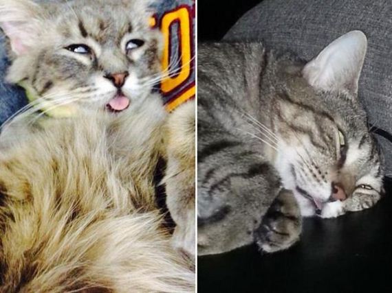 these-cats-forgot-how-to-sleep
