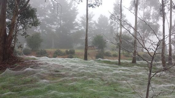 turns-out-spider-frost-is-every