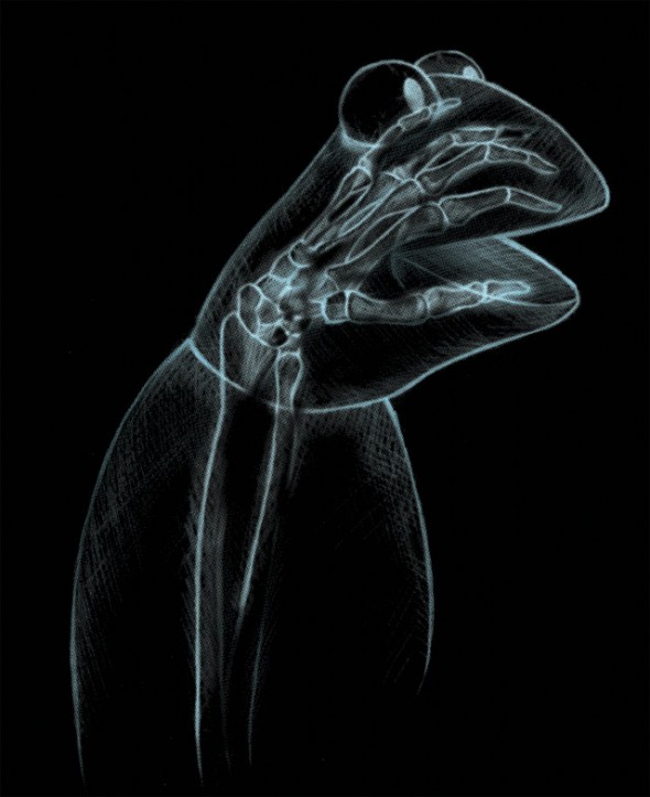 X-Ray of Kermit the Frog.