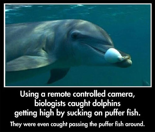 dolphins