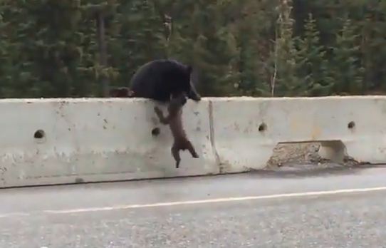 Mother Bear Saves Her Cub From Cars On The Highway – Barnorama