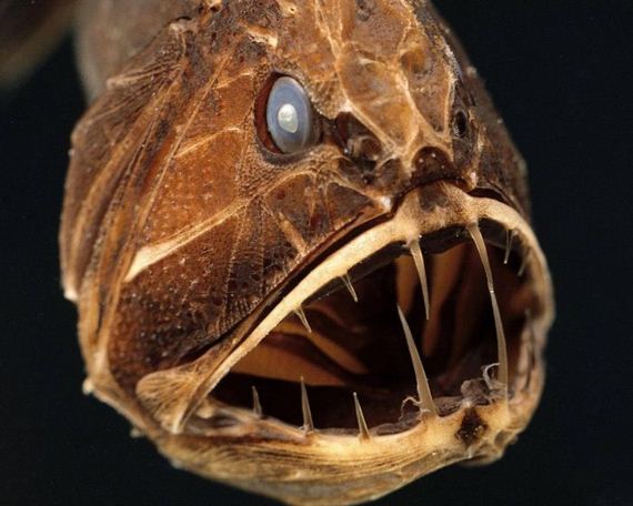 The 12 Most Terrifying Things Living In The Ocean – Barnorama