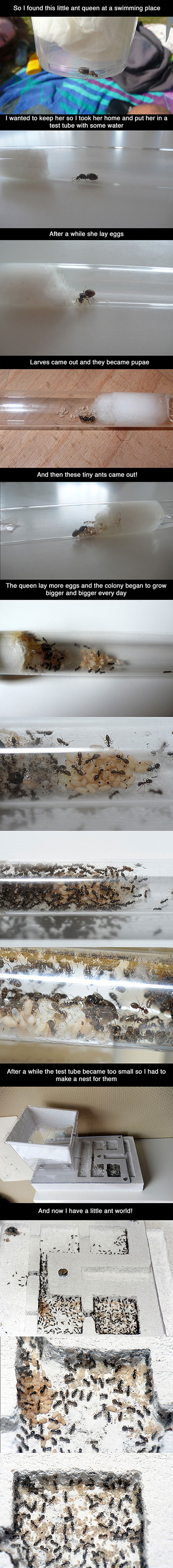 cool-ant-queen-eggs-city