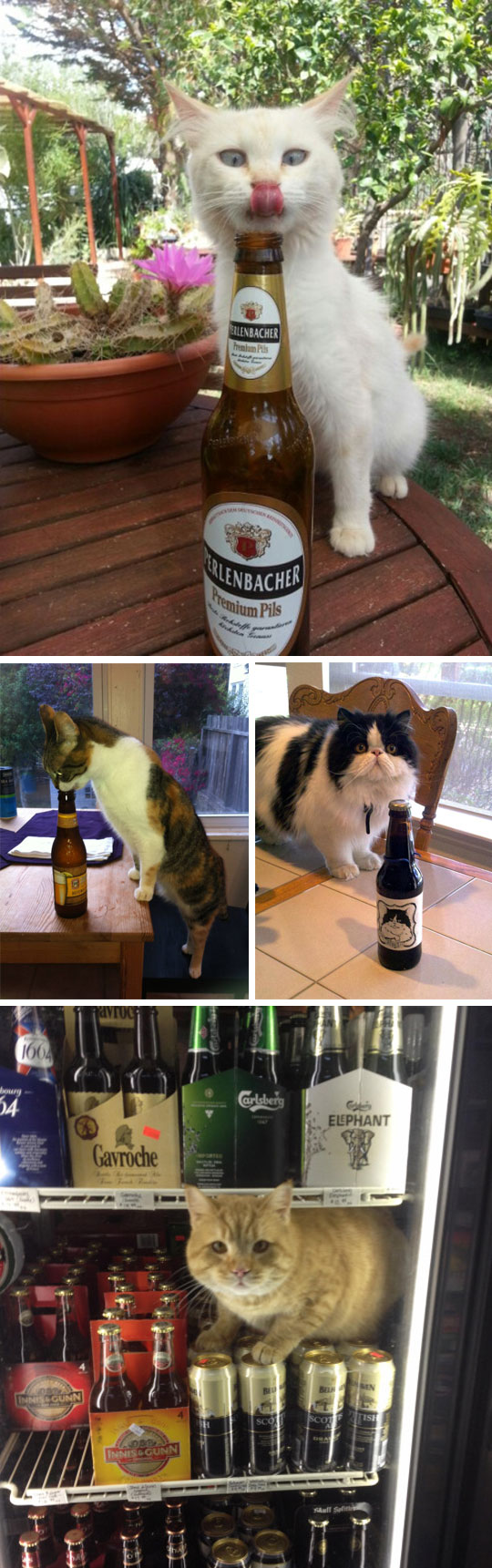 cute-cat-licking-beer-bottle