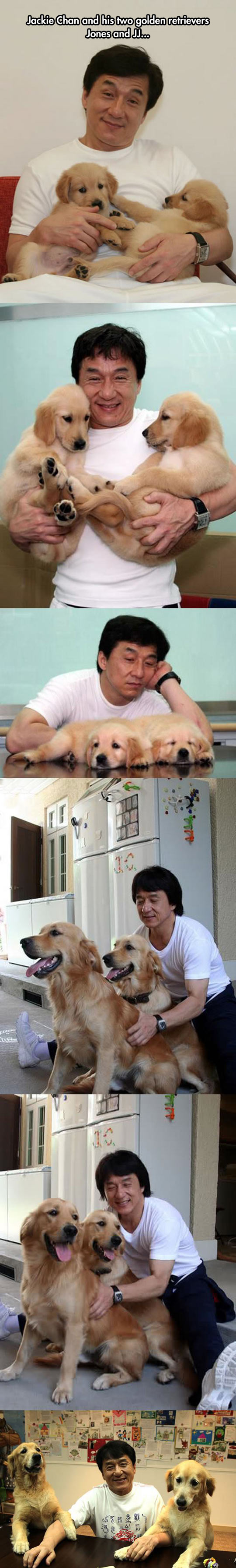 funny-Jackie-Chan-Golden-Retrievers