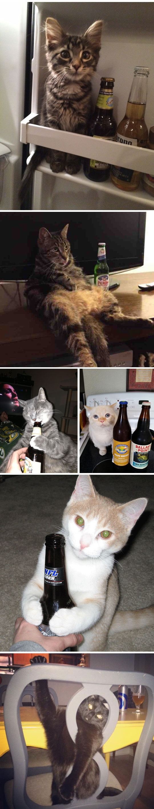 funny-Saint-Patrick-cats-beer