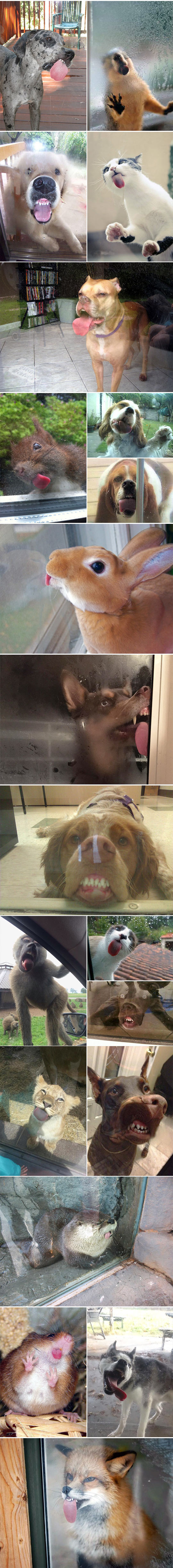 funny-animals-lick-glass-windows