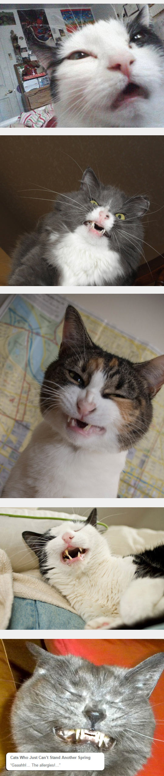 funny-cat-sneeze-face-weird-snout-eyes