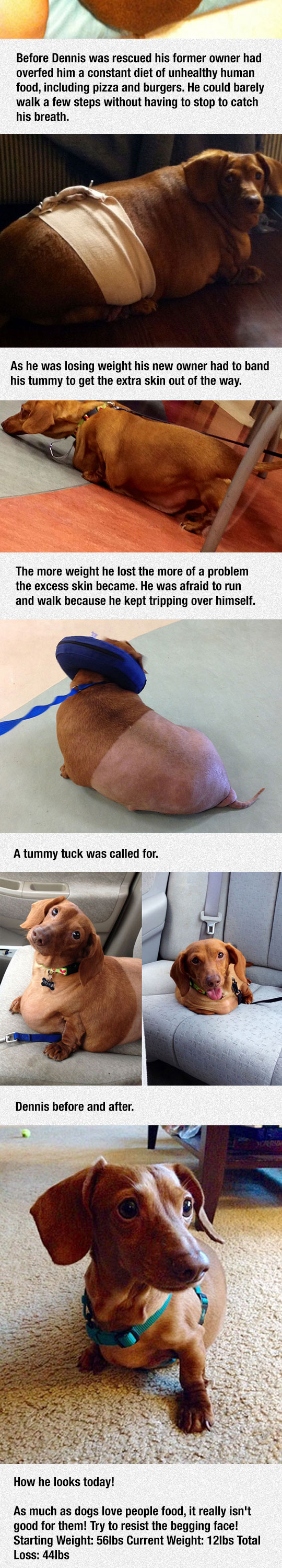 cool-dieting-fat-dog-surgery