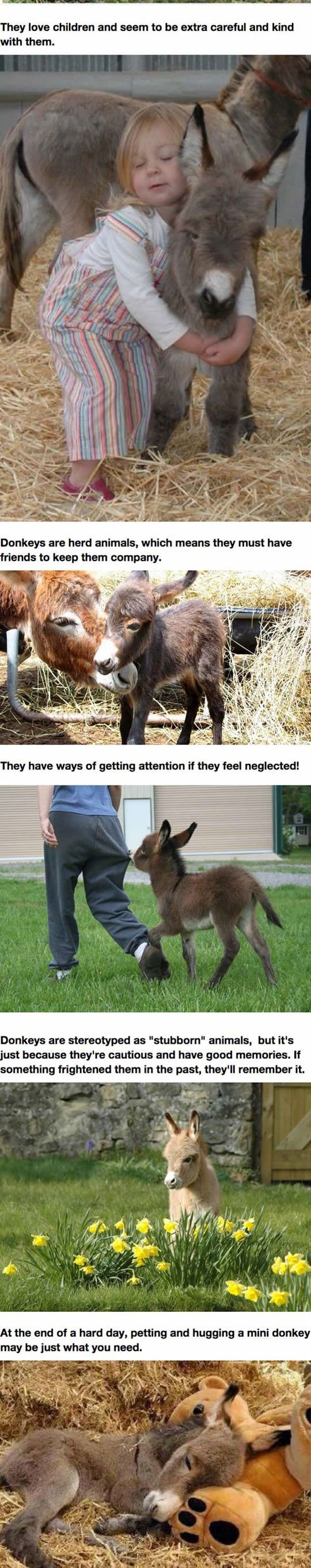 funny-mini-donkeys-dream-pet-kids-farm