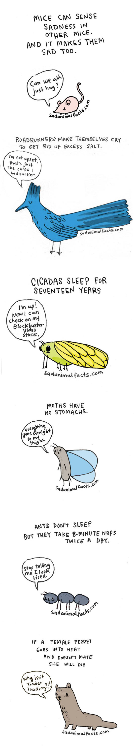 funny-sad-animal-facts-bird-moth